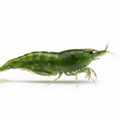 Green Jade Shrimp (10 Pack)