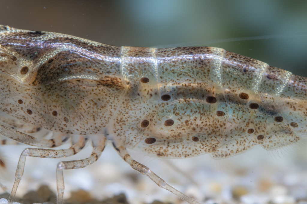 Amano shrimp-close up/macro-color,pattern, shelly quality