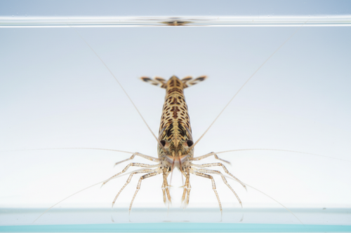 Amano Shrimp-Hero shot-crystal-clear front and center