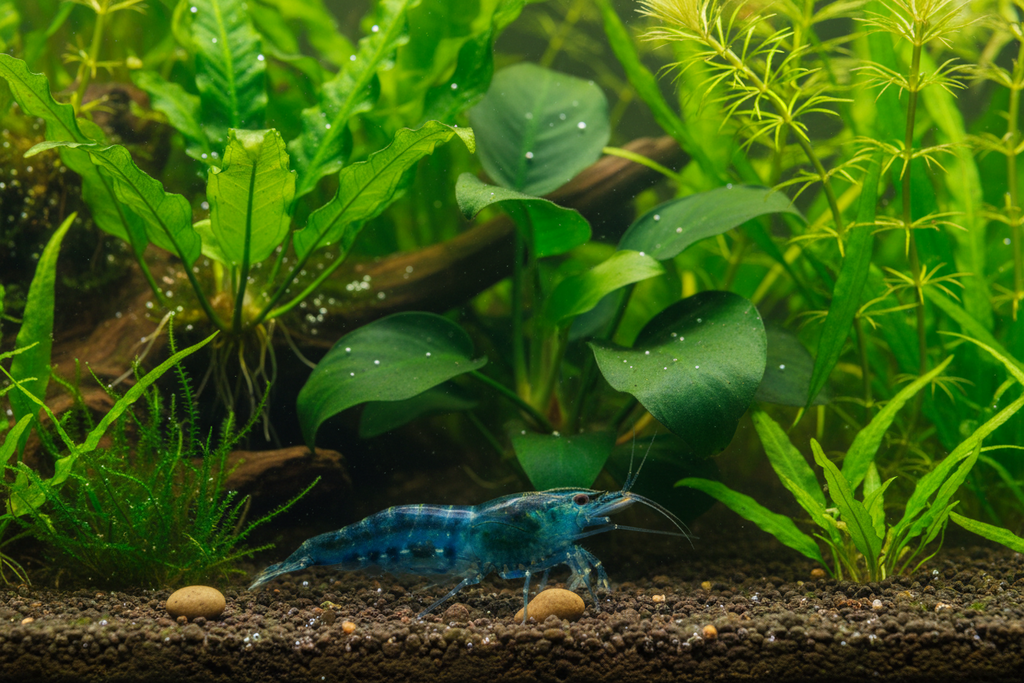 Blue Jelly neocaridina shrimp sky blue color side profile