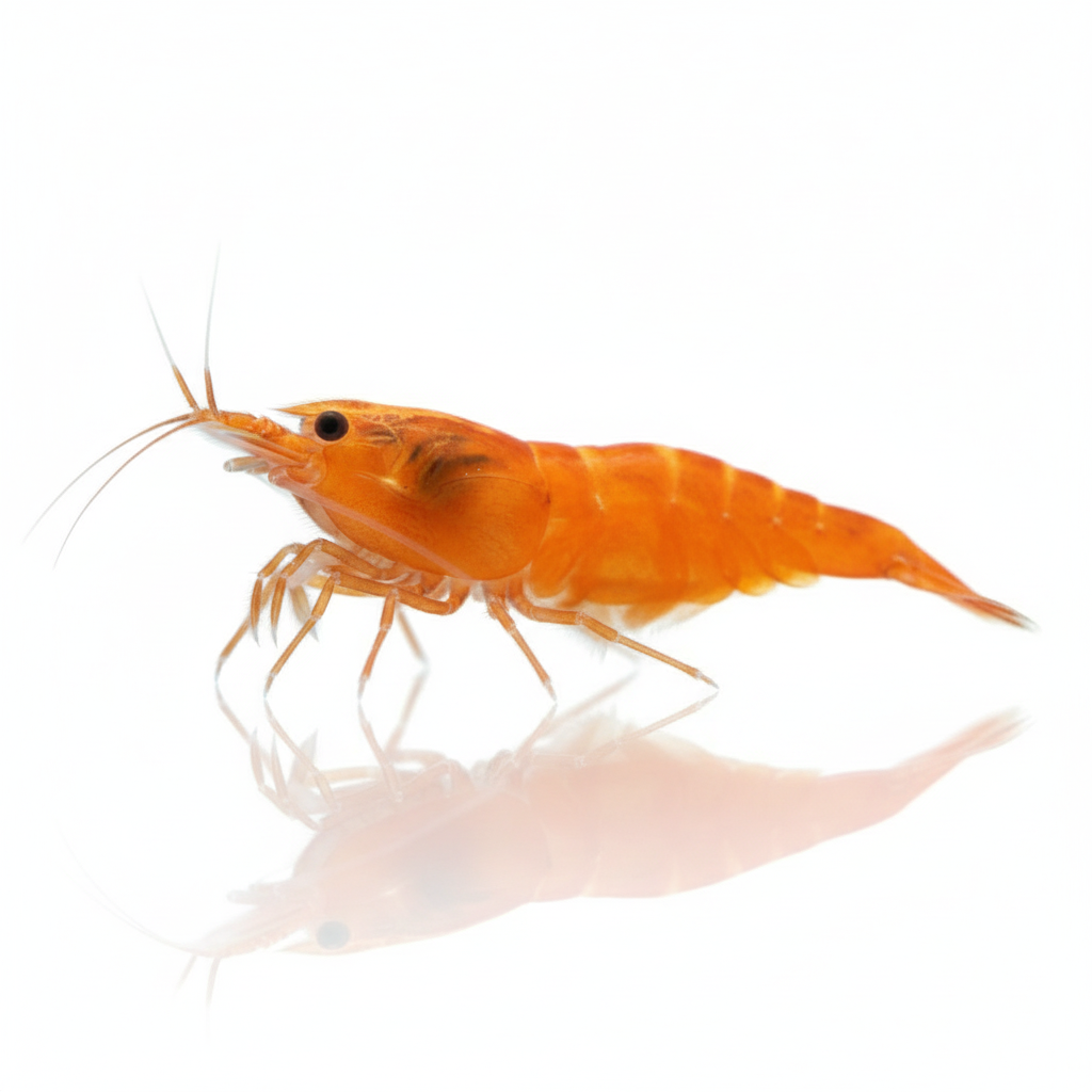 give me the previous image