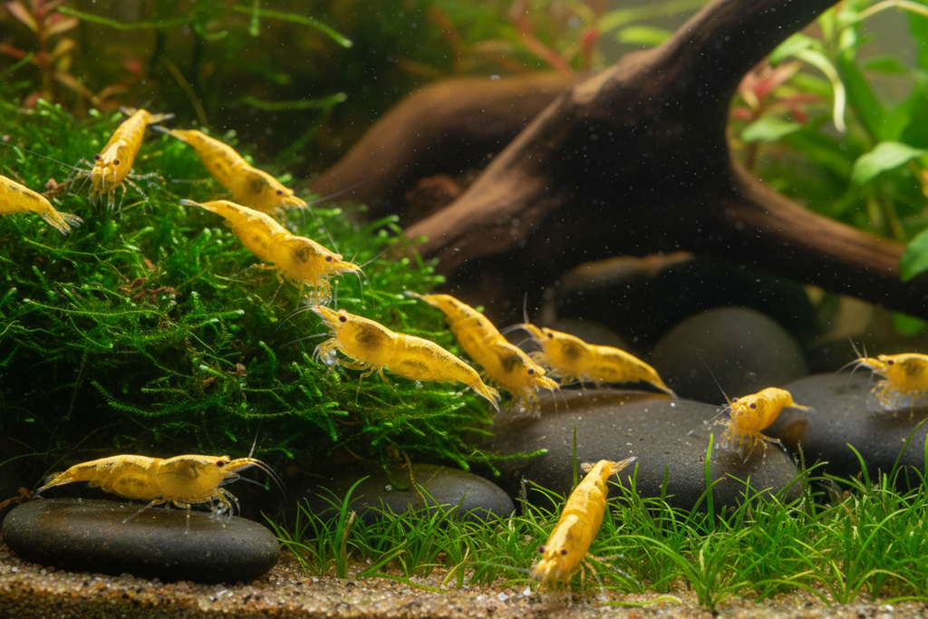 Group of Gold Neocaridina Shrimp