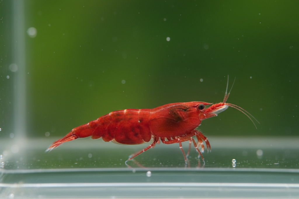 make it firetruck red