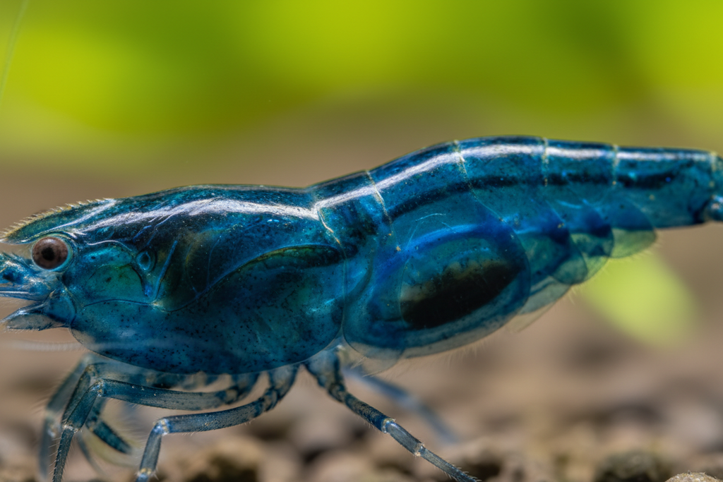 Neocaridina (Blue Jelly)-close-up/macro-color, pattern, shell quality