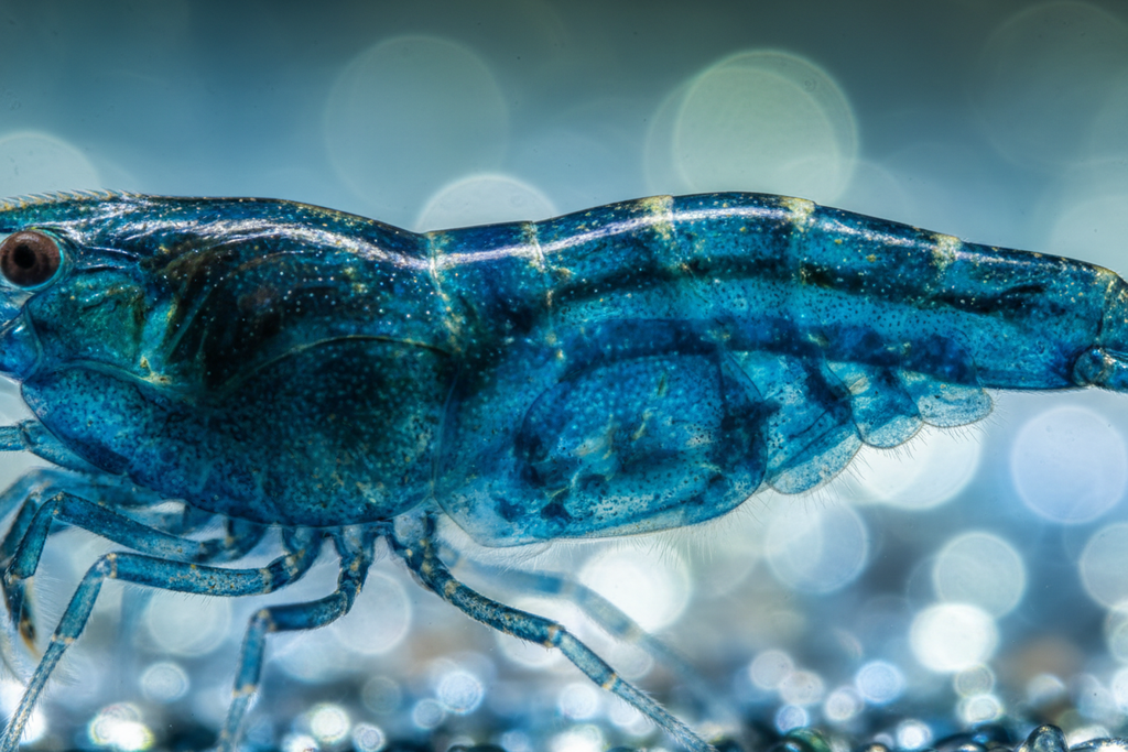 Neocaridina (Blue Jelly)-close up of pattern