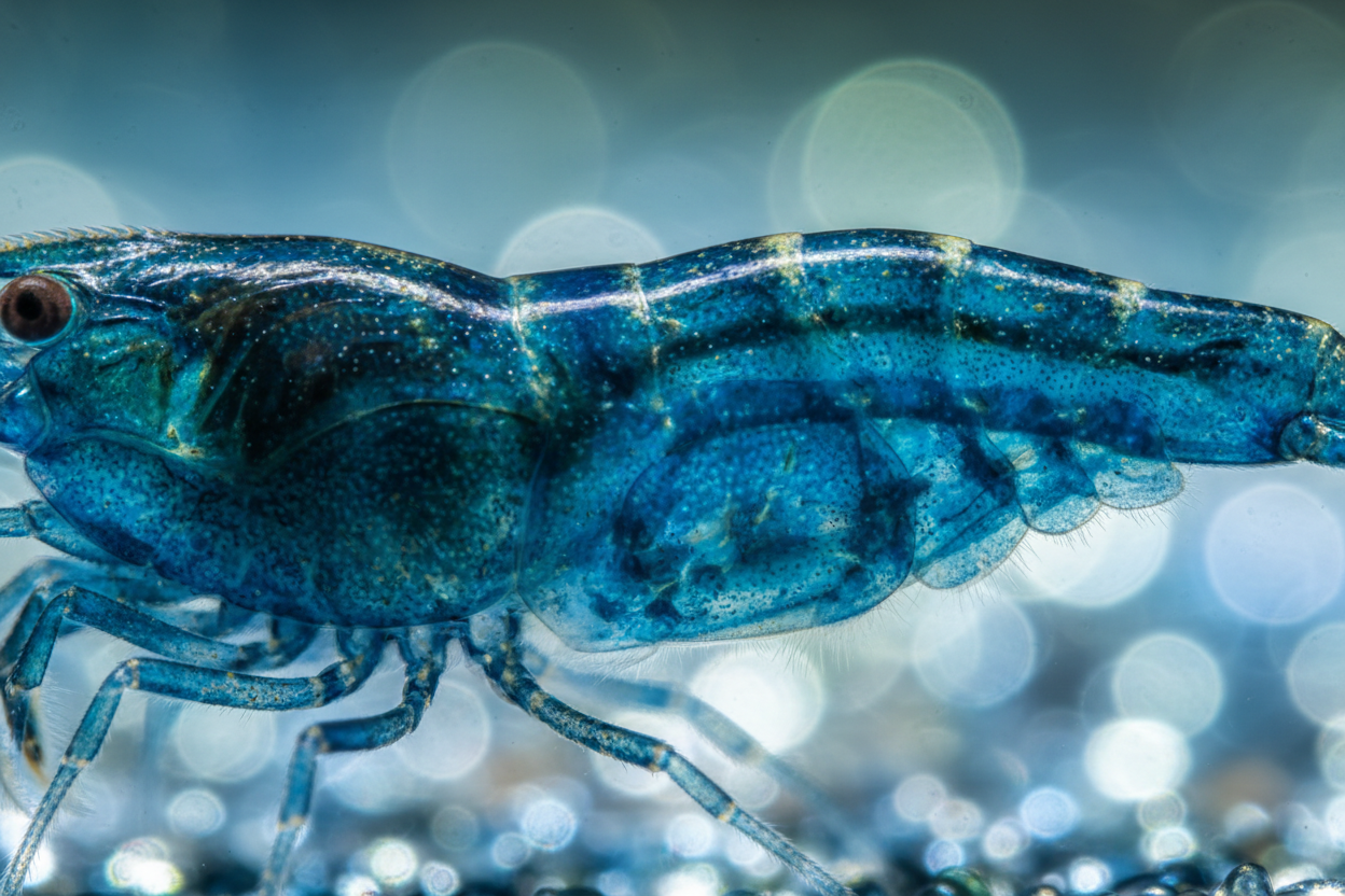 Neocaridina (Blue Jelly)-close up of pattern