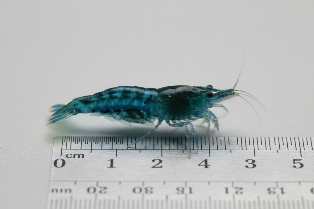 Neocaridina (Blue Jelly)-scale reference next to a ruler