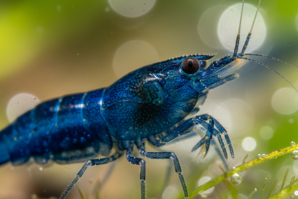 Neocaridina (Bluedream)-Close Up/Macro photo