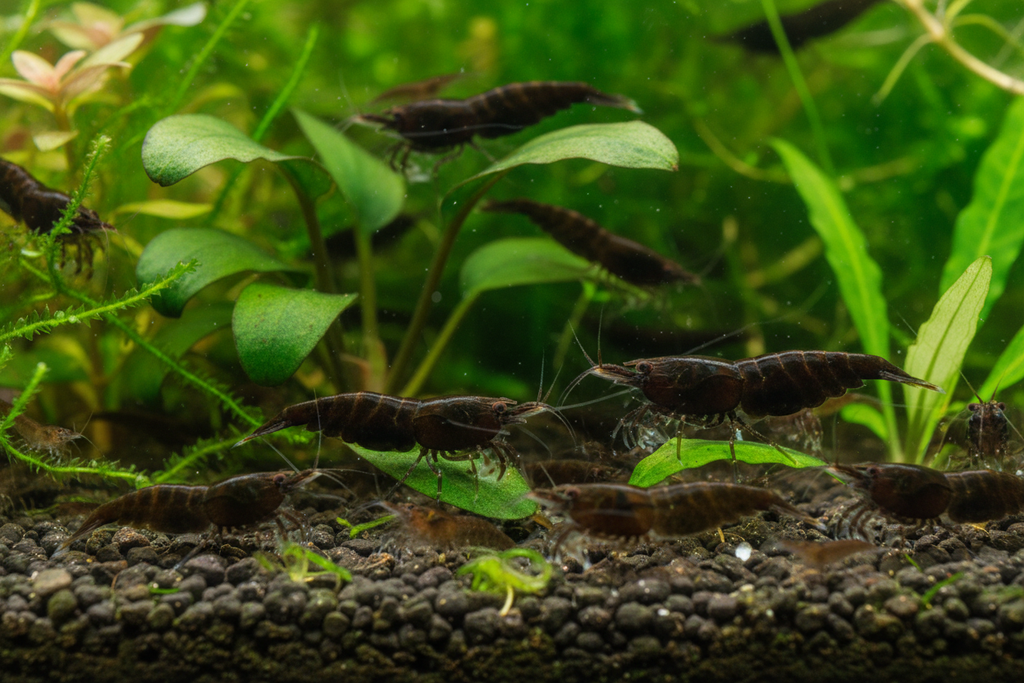 Neocaridina (Chocolate black)-group showing health and size