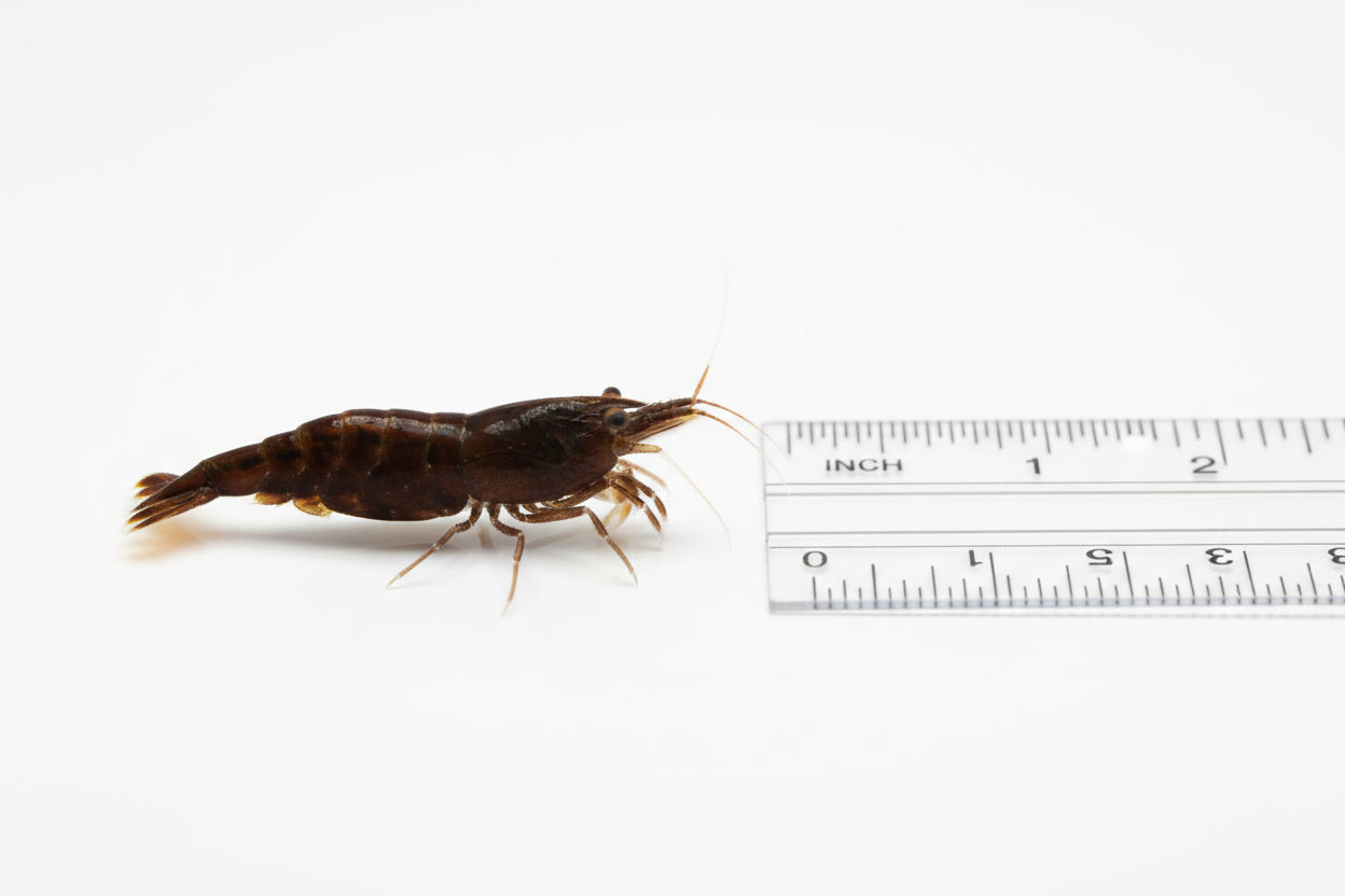 Neocaridina (Chocolate)-scale reference to a ruler
