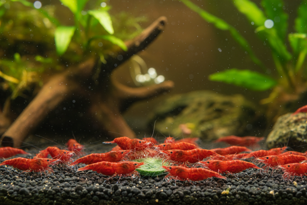 Neocaridina (Fire Red)-group feeding 
