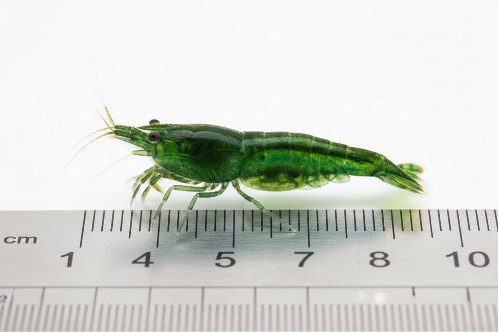 Neocaridina (Green Jade)-size reference next to ruler
