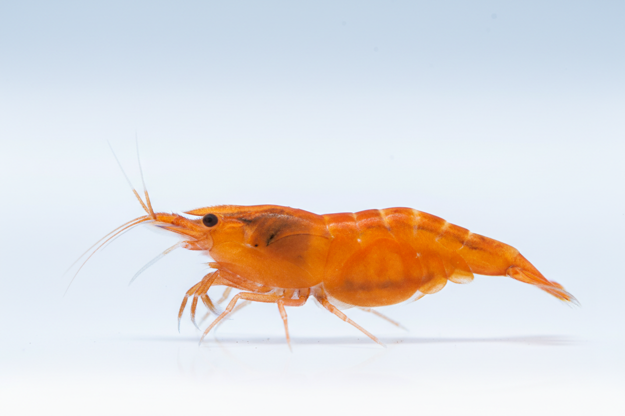 Neocaridina (Orange Pumpkin)-Side angle