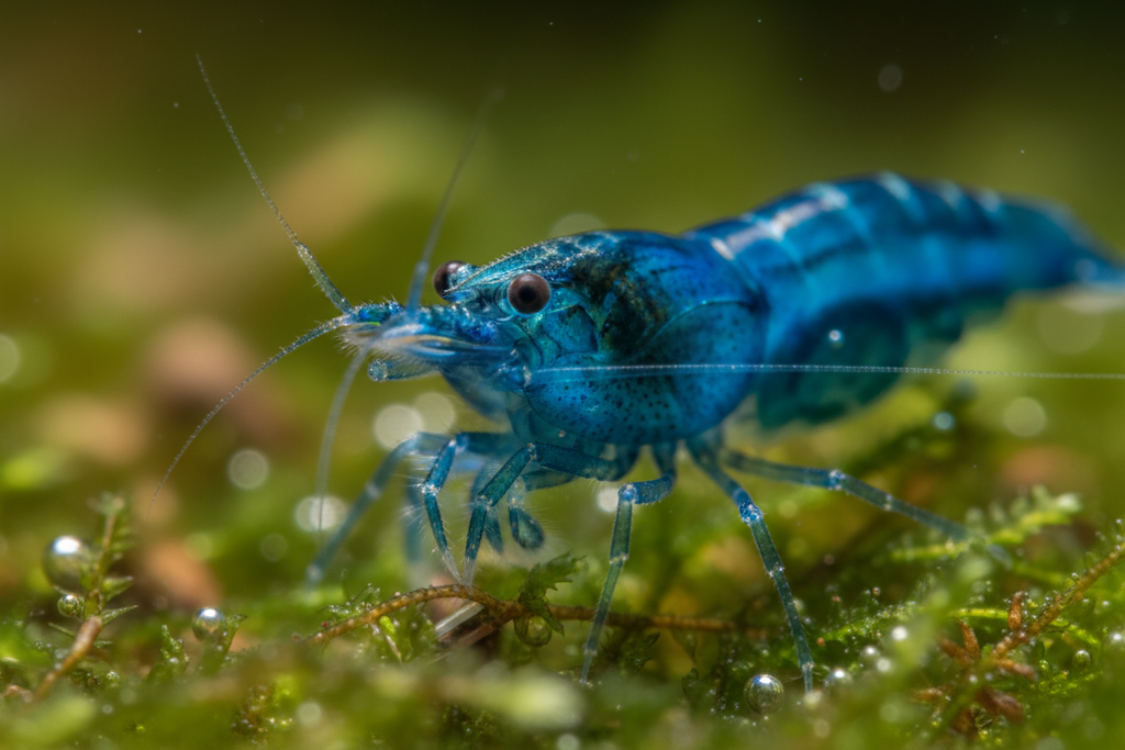 Neocaridina Shrimp (bluedream)-close up/macro 2-3 images