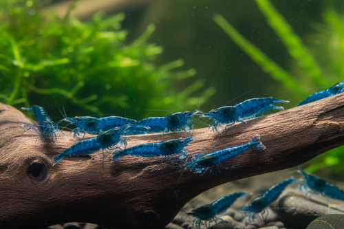 Neocaridina shrimp (bluedream)-group shot-add logo on top right corner from the image attached