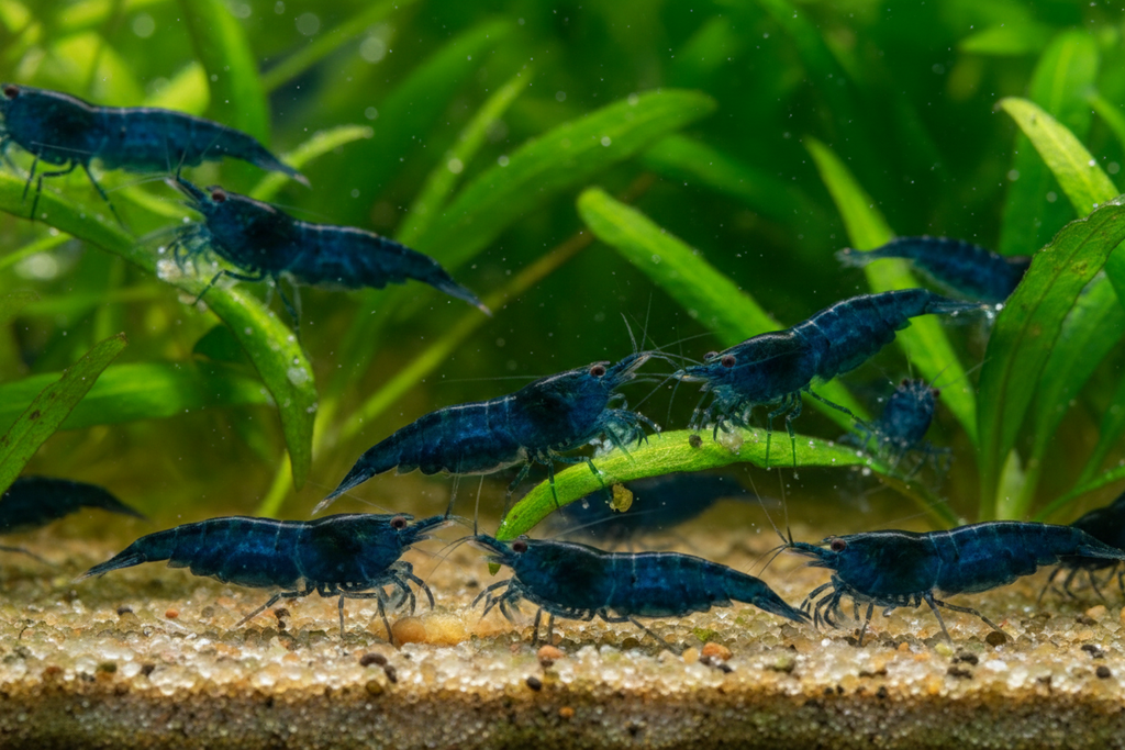 Neocaridina Shrimp (Bluedream)-Primary Video 10-30 seconds of shrimp actively moving/eating
