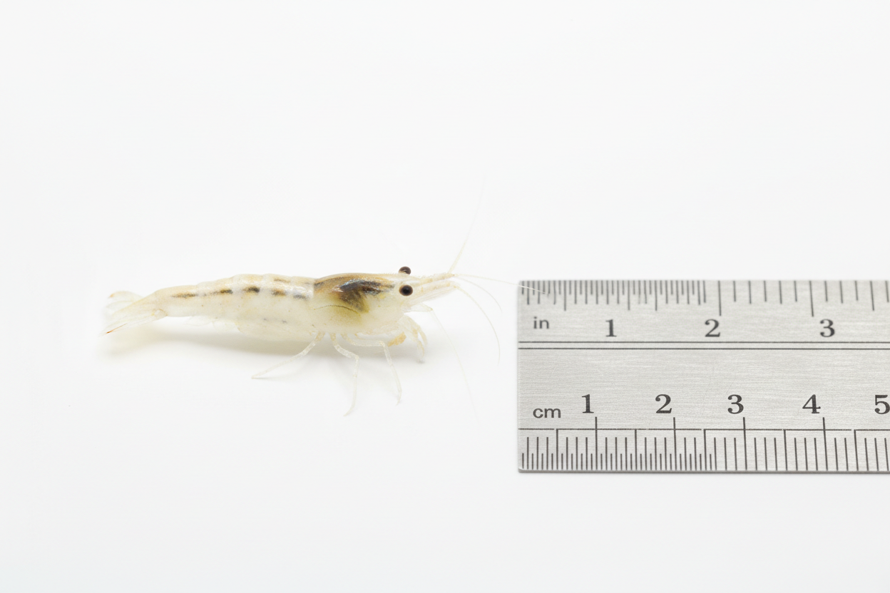 Neocaridina (Snowball)-size measurement compared to a ruler