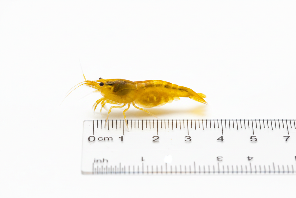 Neocaridina (Yellow Golden)-size measurement next to a ruler