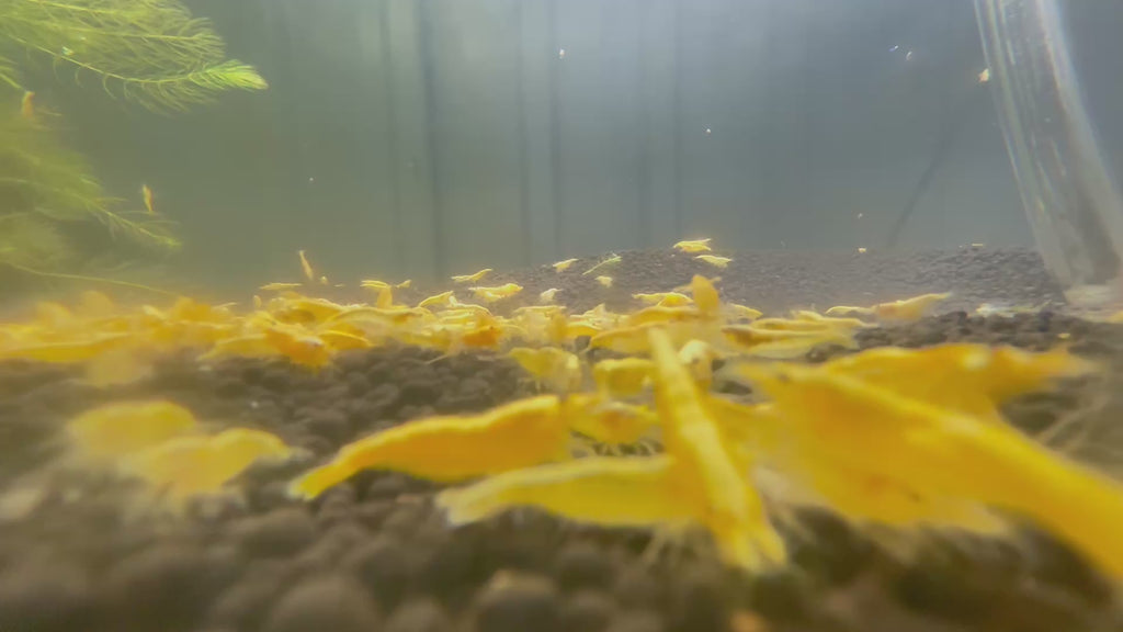 Yellow Golden Shrimp (10 Pack)