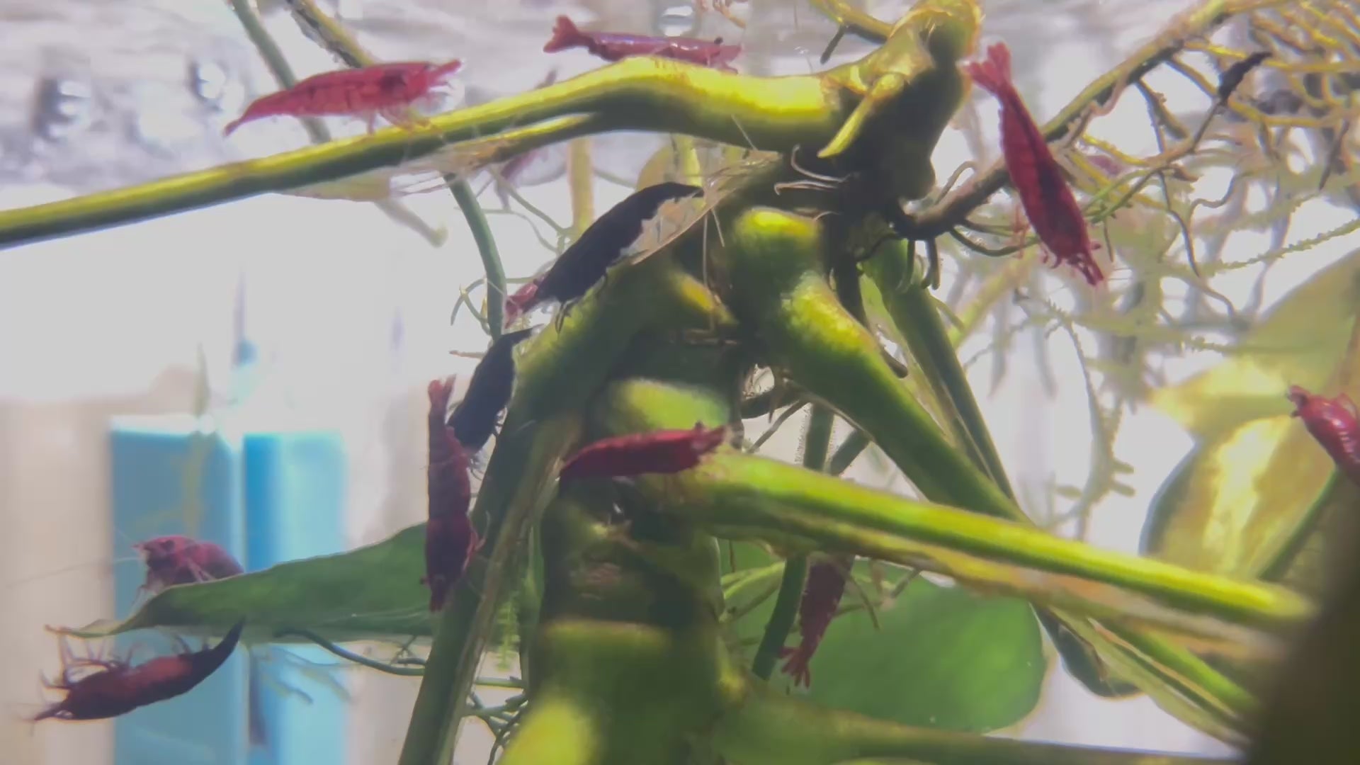 Bloody Mary Shrimp (10 Pack)